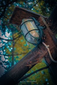 Low angle view of electric lamp hanging on tree against building