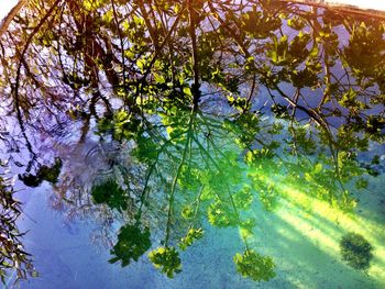 Scenic view of trees