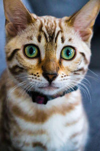 Close-up portrait of tabby cat