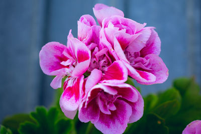 Close-up of pink rose flower