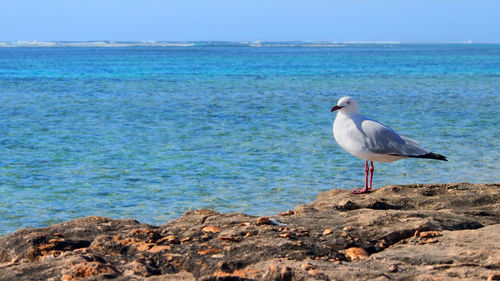 Bird perching on shore against sea