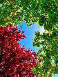 Low angle view of trees against sky