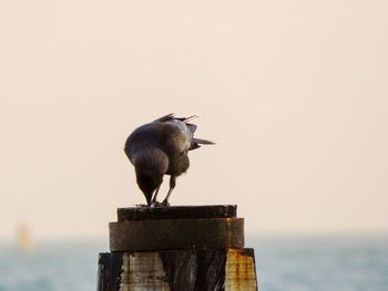 Bird perching on wooden post