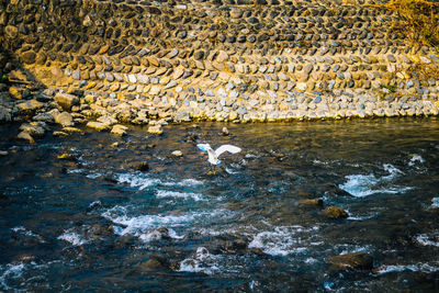 Close-up of birds on rock by water