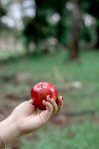 Close-up of hand holding fruit