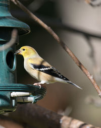 Close-up of american goldfinch perching on a feeder