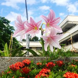 Low angle view of flowers blooming against sky