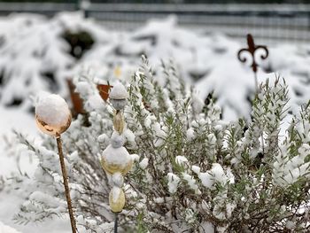 Close-up of snow on plant during winter