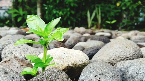 Close-up of plant growing on rock