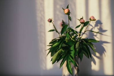 Close-up of flowering plant