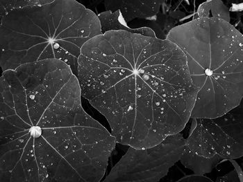 Close-up of wet plant