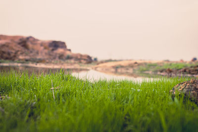 Surface level of grass on field against clear sky