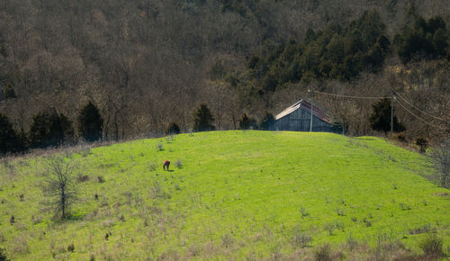 Scenic view of grassy field by trees