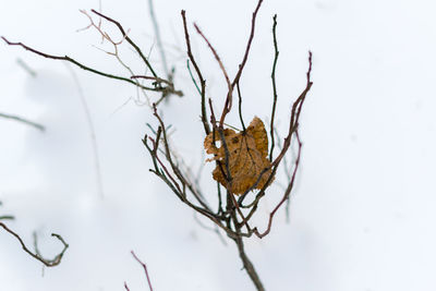 Close-up of butterfly on plant