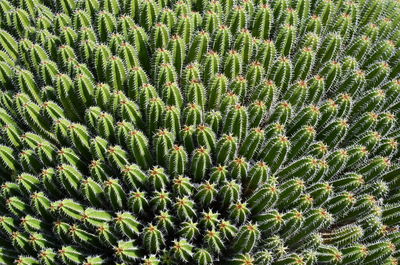Full frame shot of fresh green plants