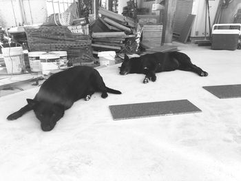 Two dogs lying on ground