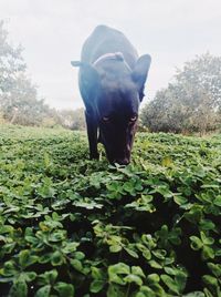 Dog standing in field