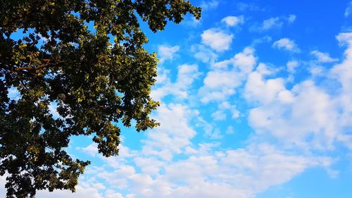 Low angle view of tree against sky
