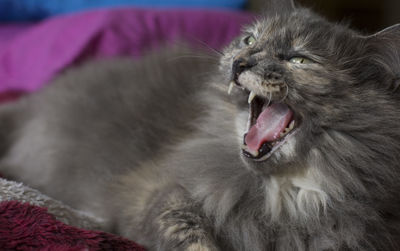 Gray cat yawning