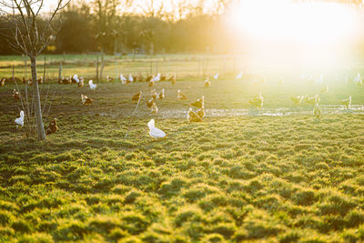 Flock of birds on field