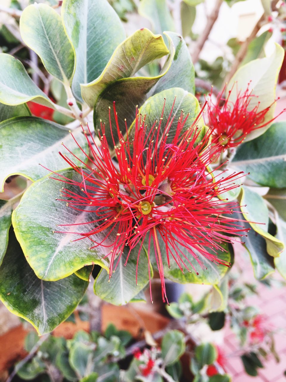 nature, growth, flower, plant, beauty in nature, red, fragility, close-up, freshness, day, outdoors, leaf, no people, flower head, pistil, passion flower