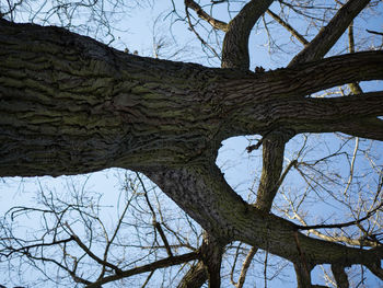 Low angle view of bare tree against sky
