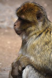 Close-up of gorilla sitting looking away