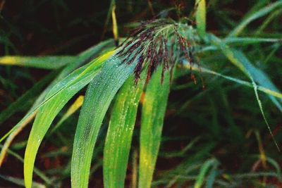 Close-up of insect on plant