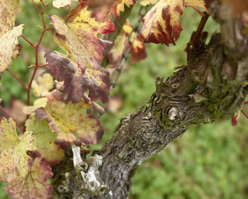 Close-up of lichen on tree trunk