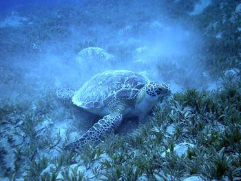 Turtle swimming in sea