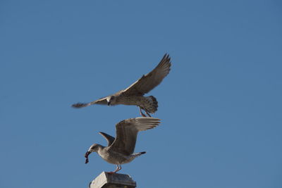 Low angle view of birds in flight