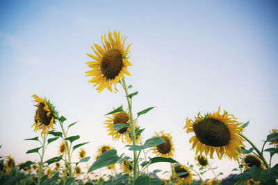 Low angle view of sunflower against sky