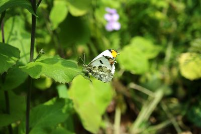 Close-up of butterfly pollinating flower