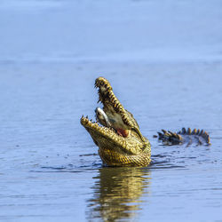 Close-up of crocodile in the sea