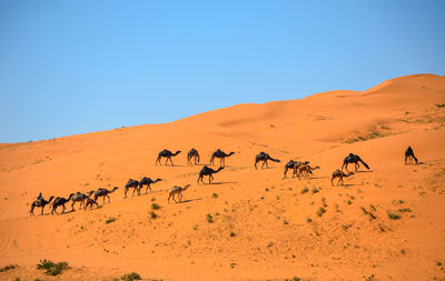 Camels walking on desert against clear blue sky