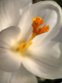 Close-up of day lily blooming outdoors