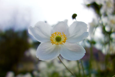 Close-up of yellow flower