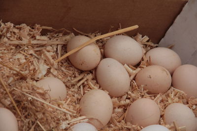 High angle view of eggs in nest