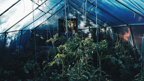 Plants at greenhouse