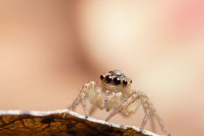 Close-up of spider