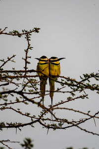 Low angle view of bird perching on branch against sky