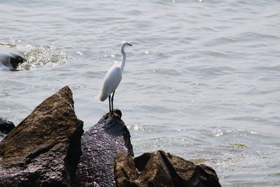 Bird perching on rock by sea