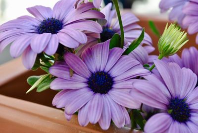 Close-up of pink flowers