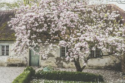 Flowers growing on tree against building