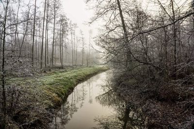 Scenic view of lake in forest against sky