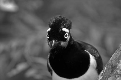 Close-up of a bird