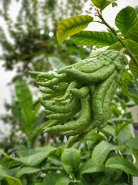 Close-up of fresh green plant