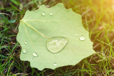 Close-up of raindrops on leaves