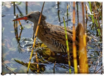 Close-up of bird perching on a lake