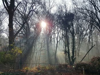 Sun shining through trees